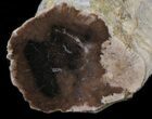 Petrified Wood Limb - Nevada #42118-1